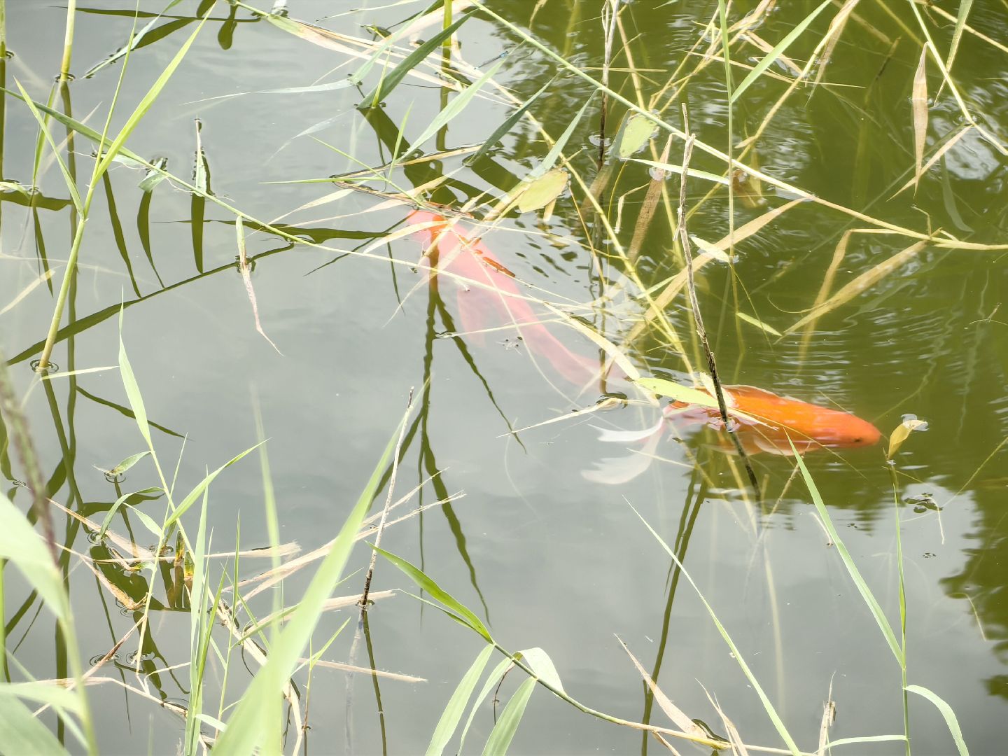 карп, пруд, водоем, активист, дом для уток, кувшинка,