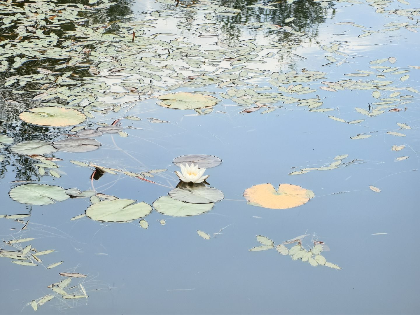 карп, пруд, водоем, активист, дом для уток, кувшинка,