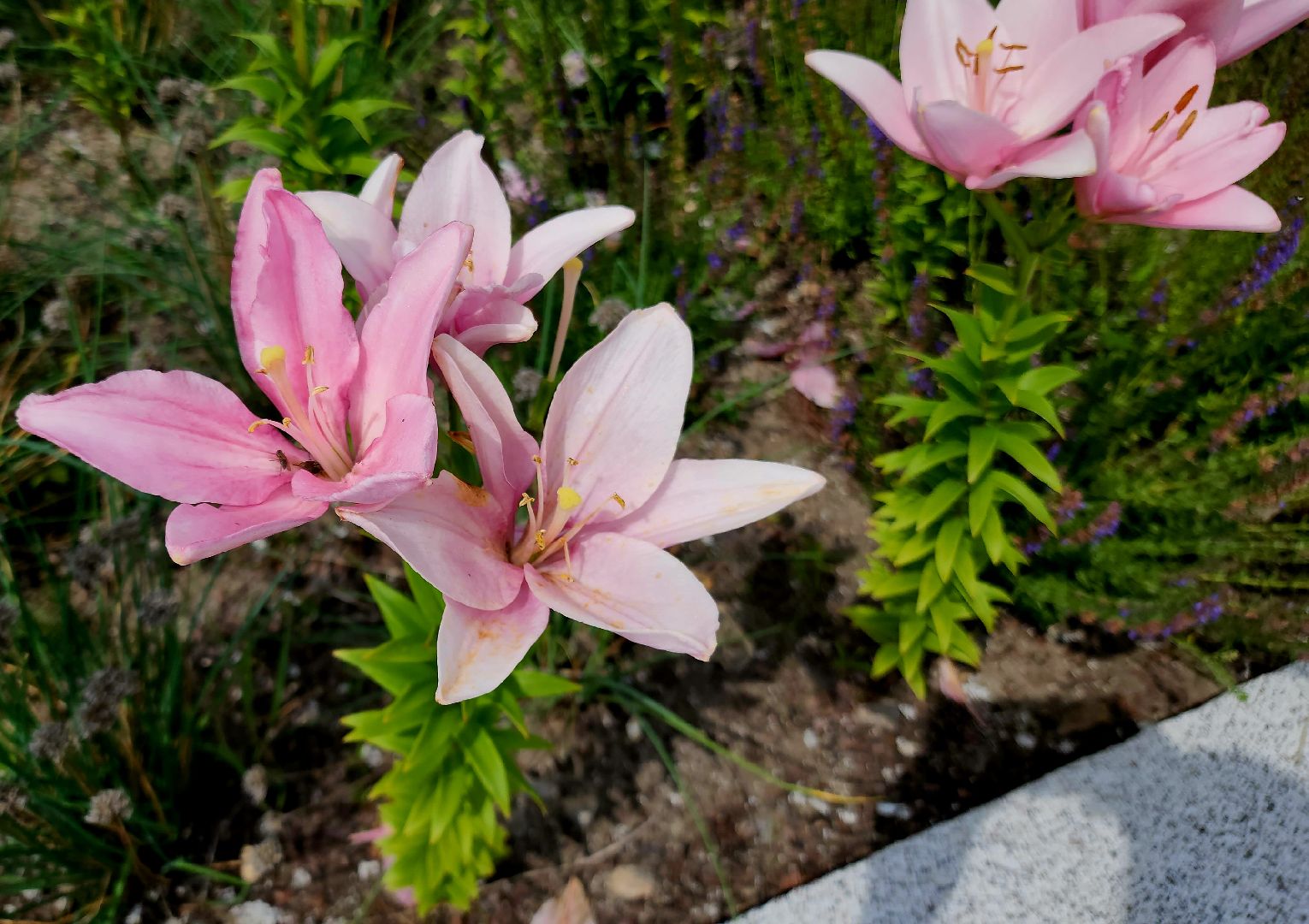благоустройство, ликино-дулево, орехово-зуевский округ,скверы подмосковья,
