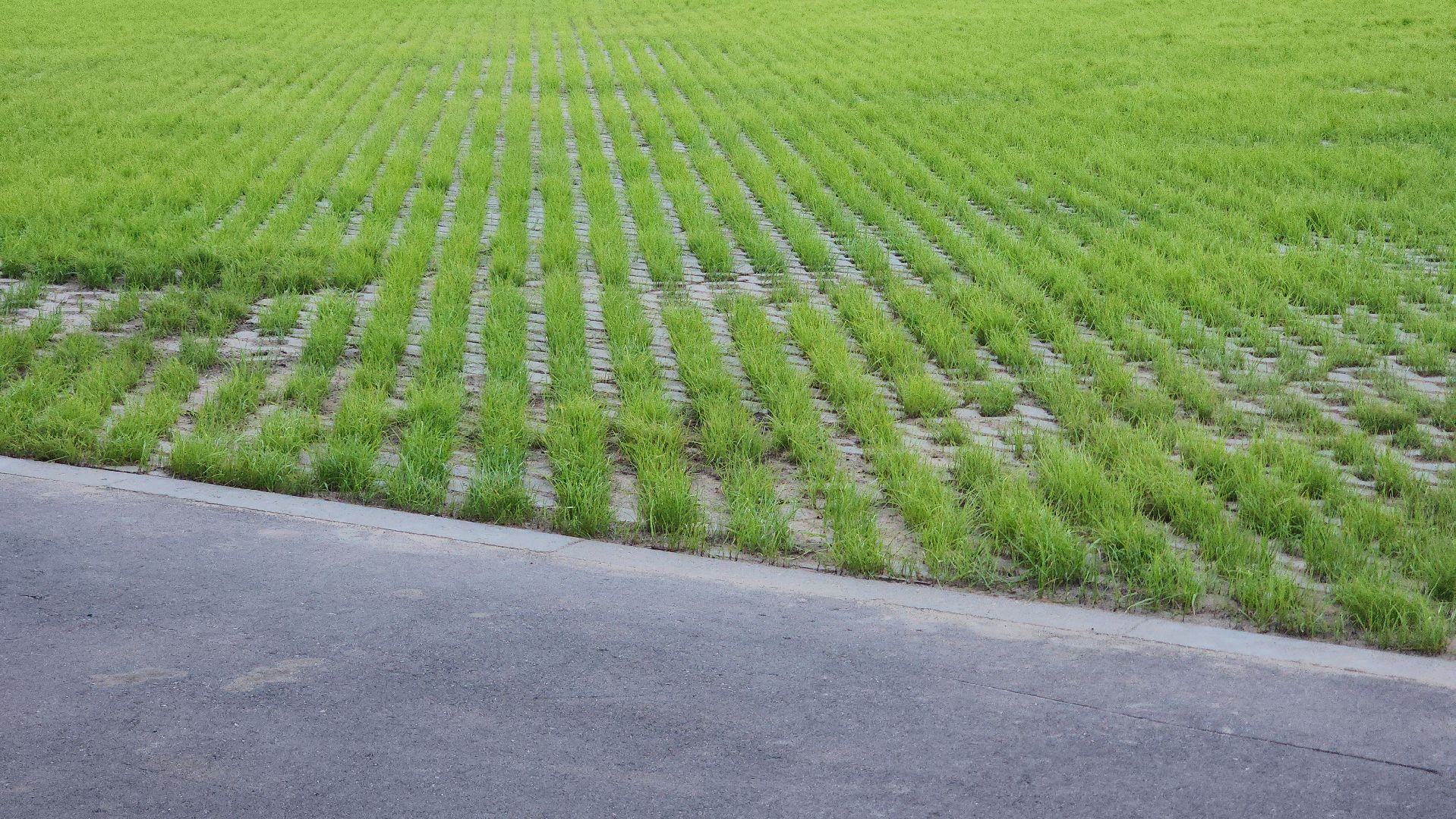 павловский посад, благоустройство , парк,