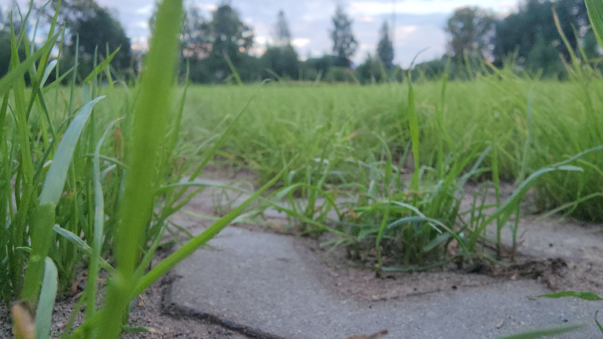 павловский посад, благоустройство , парк,