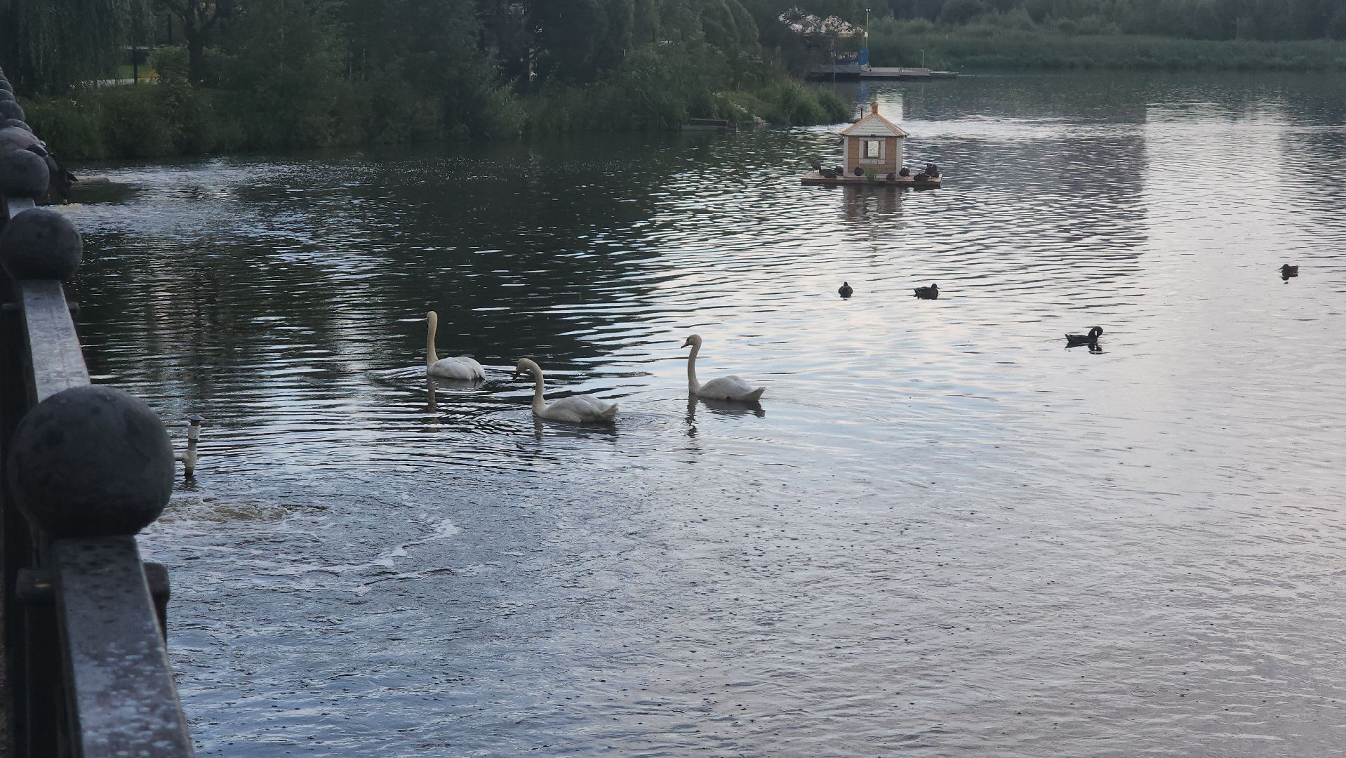 мытищи, лебеди,