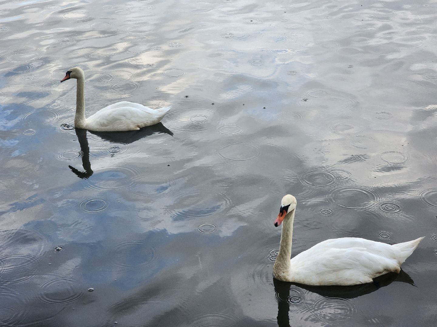 мытищи, лебеди,