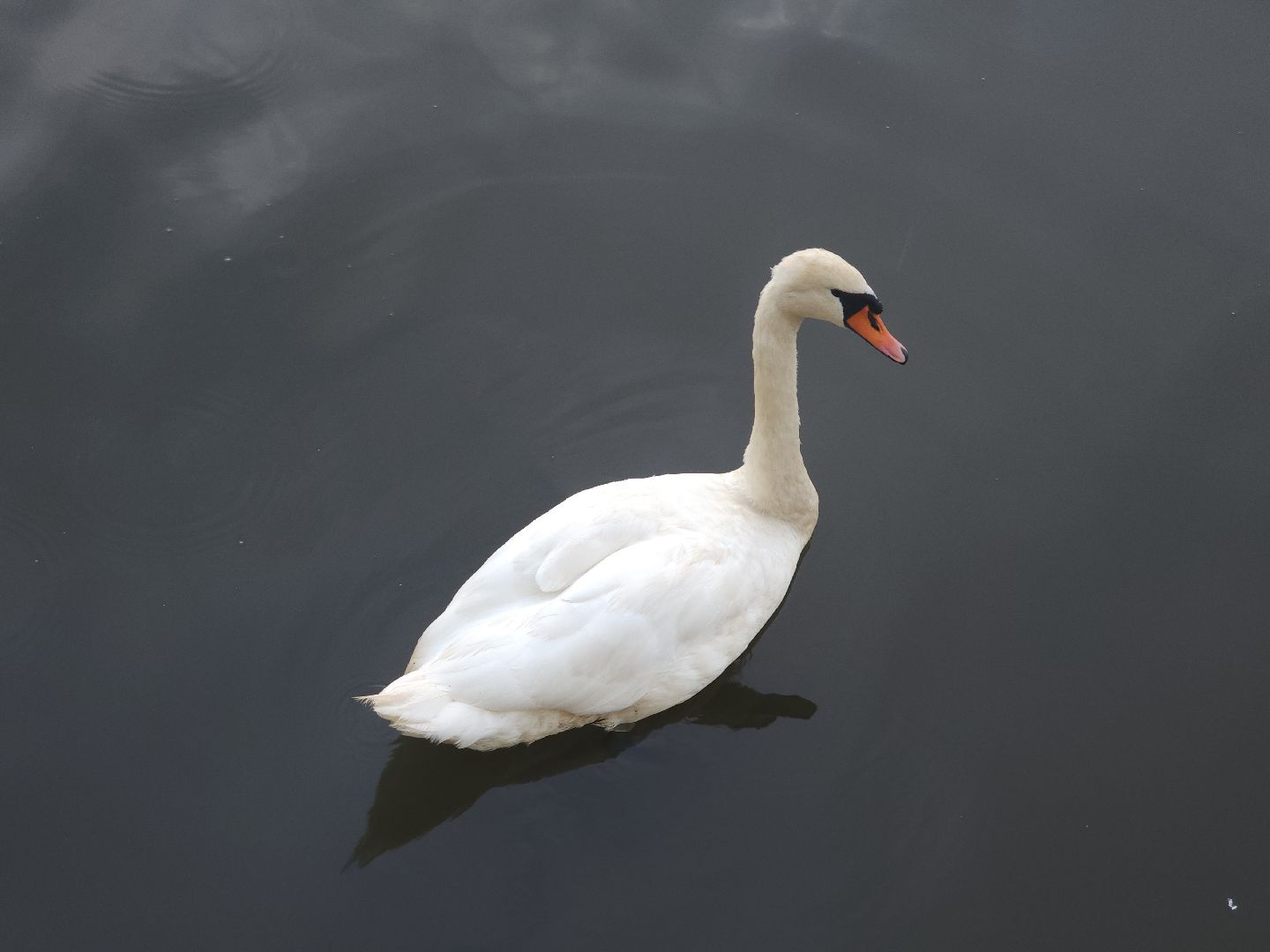 мытищи, лебеди,