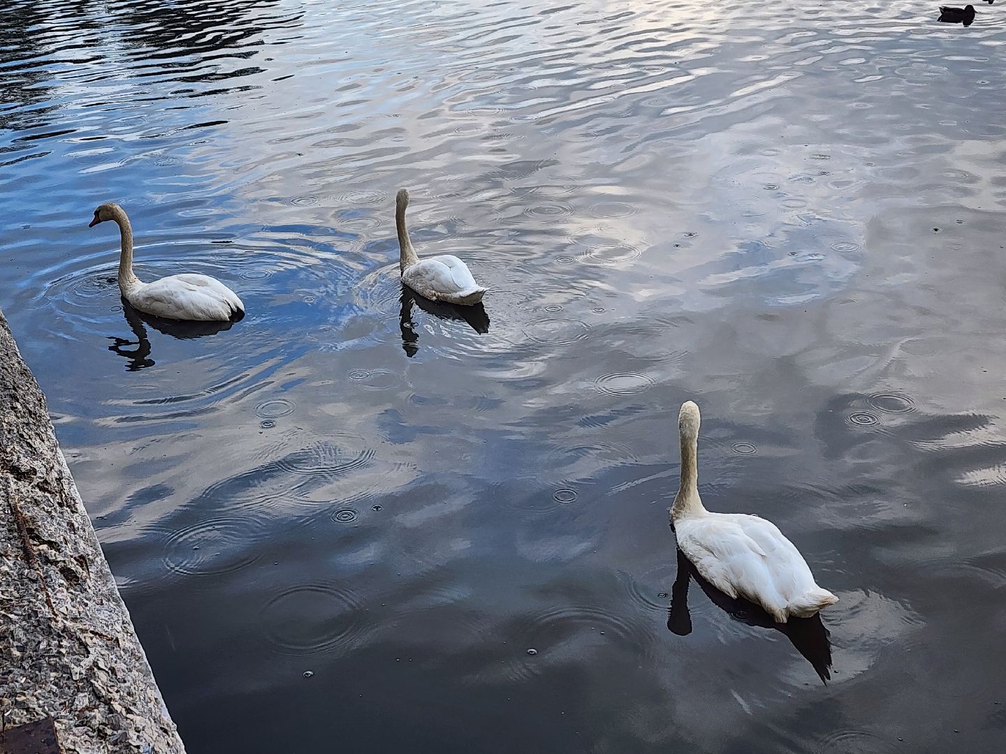 мытищи, лебеди,