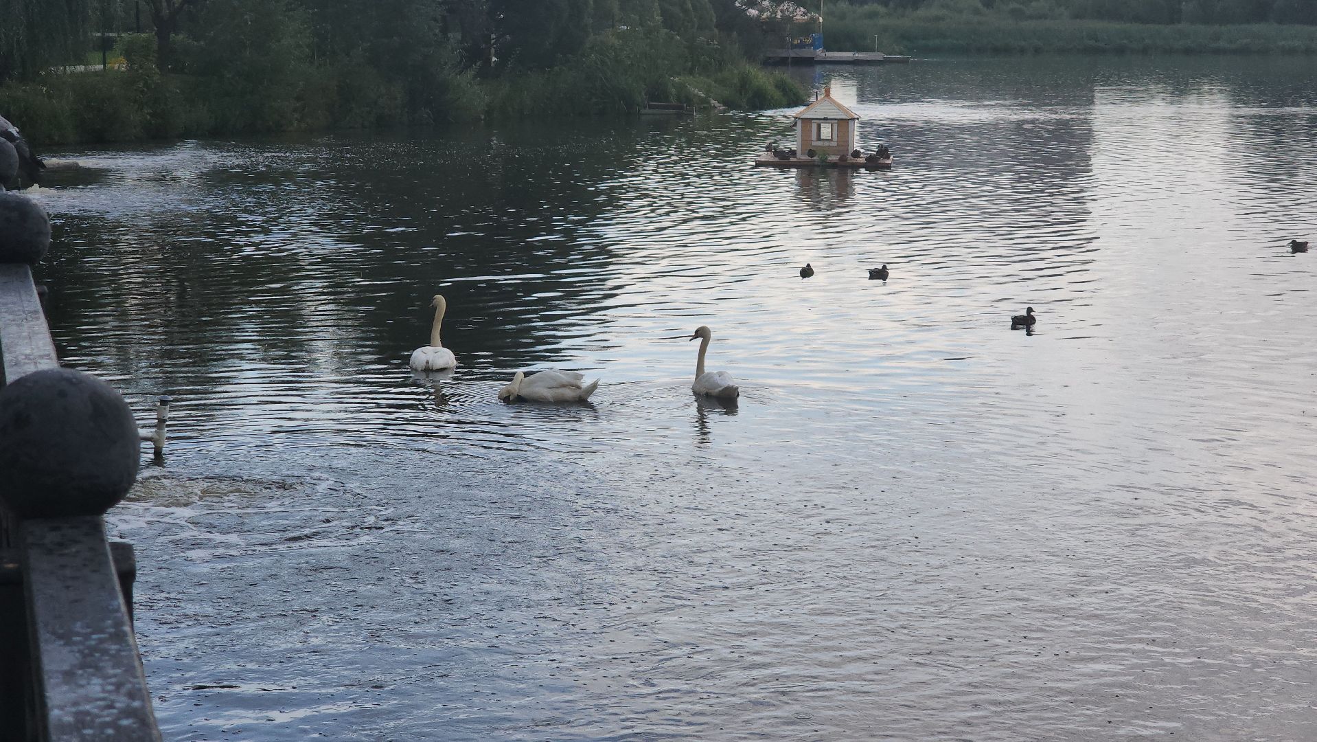 мытищи, лебеди,