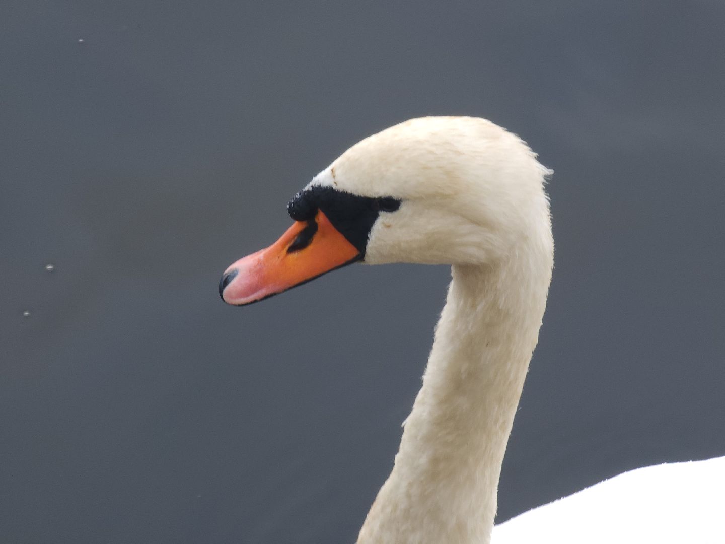 мытищи, лебеди,