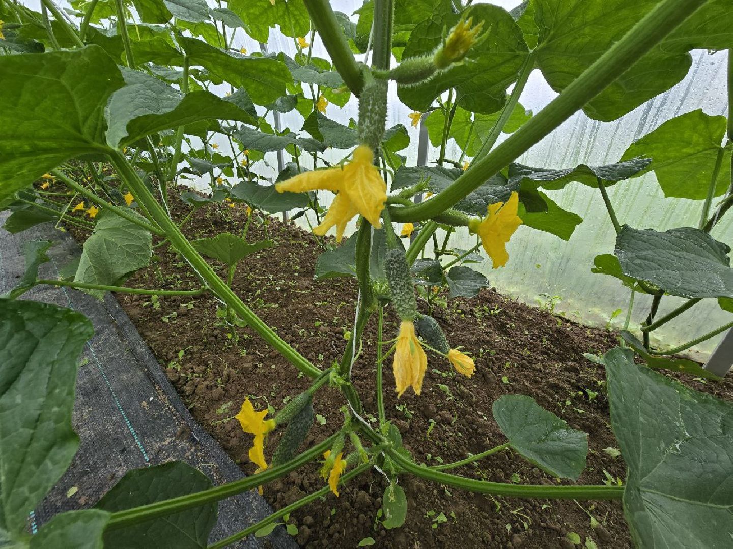 можайск, можайский муниципальный округ, подмосковье,  сельское хозяйство, овощи, ягоды, урожай, фермеры, фермерское хозяйство,