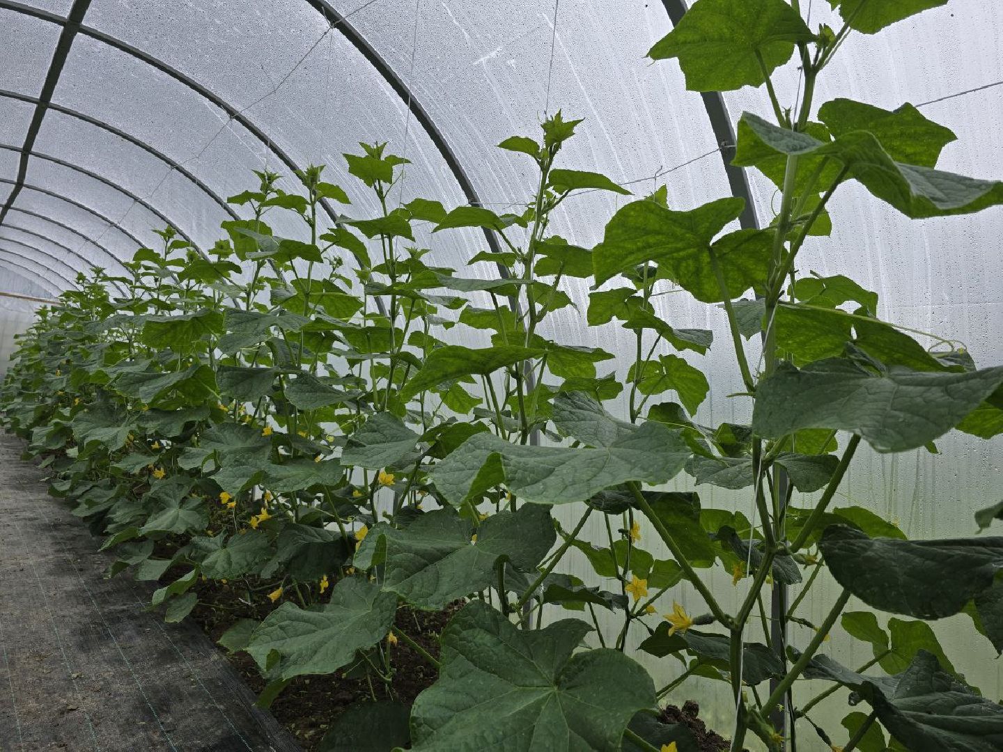 можайск, можайский муниципальный округ, подмосковье,  сельское хозяйство, овощи, ягоды, урожай, фермеры, фермерское хозяйство,