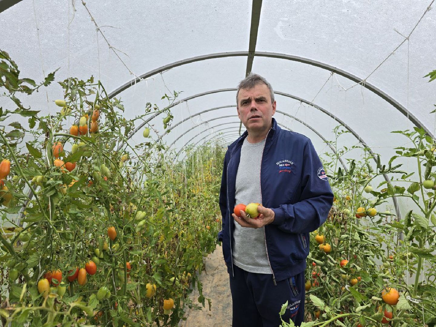 можайск, можайский муниципальный округ, подмосковье,  сельское хозяйство, овощи, ягоды, урожай, фермеры, фермерское хозяйство,
