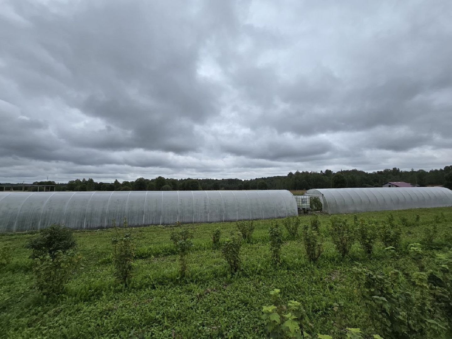 можайск, можайский муниципальный округ, подмосковье,  сельское хозяйство, овощи, ягоды, урожай, фермеры, фермерское хозяйство,