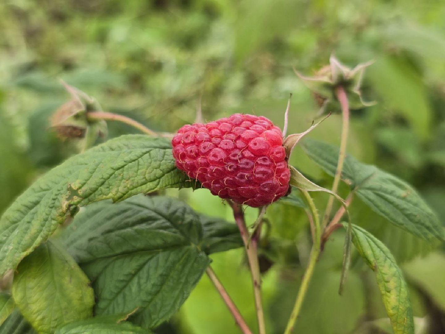 можайск, можайский муниципальный округ, подмосковье,  сельское хозяйство, овощи, ягоды, урожай, фермеры, фермерское хозяйство,
