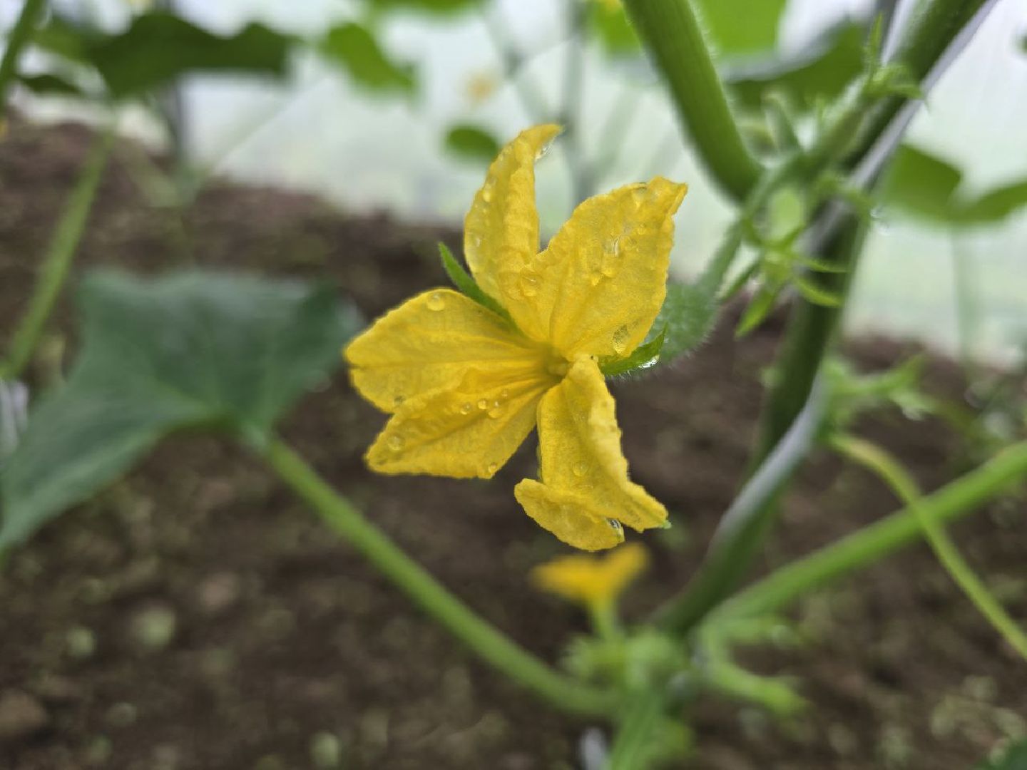 можайск, можайский муниципальный округ, подмосковье,  сельское хозяйство, овощи, ягоды, урожай, фермеры, фермерское хозяйство,
