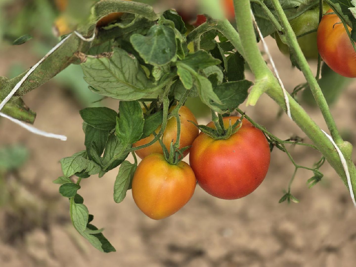 можайск, можайский муниципальный округ, подмосковье,  сельское хозяйство, овощи, ягоды, урожай, фермеры, фермерское хозяйство,