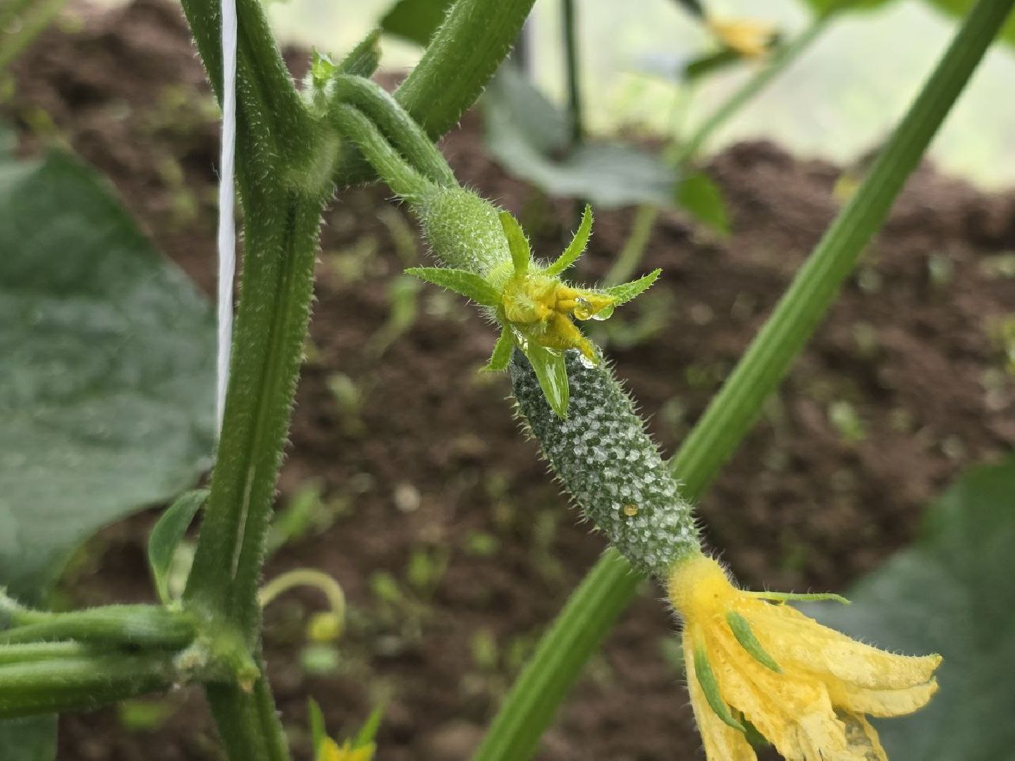 можайск, можайский муниципальный округ, подмосковье,  сельское хозяйство, овощи, ягоды, урожай, фермеры, фермерское хозяйство,