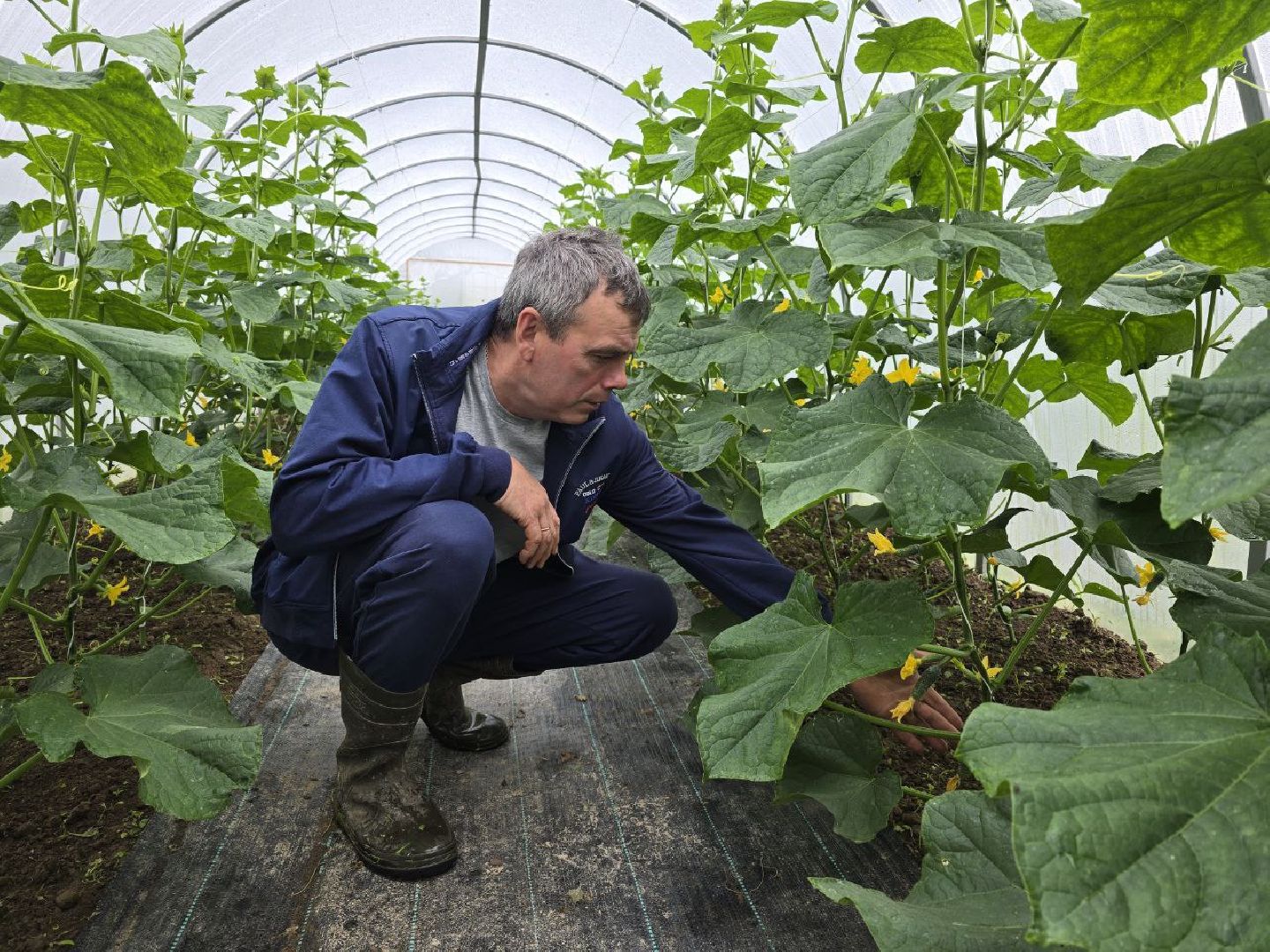 можайск, можайский муниципальный округ, подмосковье,  сельское хозяйство, овощи, ягоды, урожай, фермеры, фермерское хозяйство,