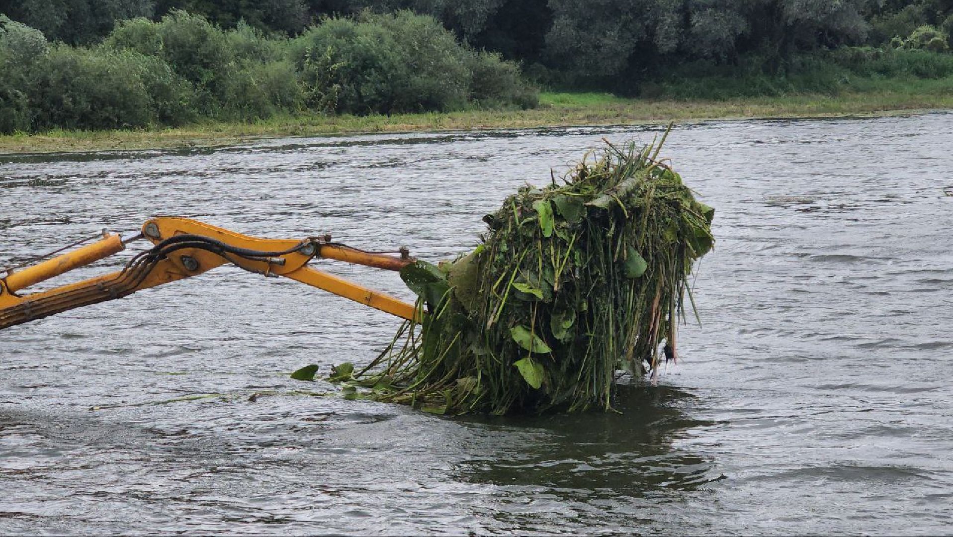 луховицы, благоустройство, озеро исток, белоомут,