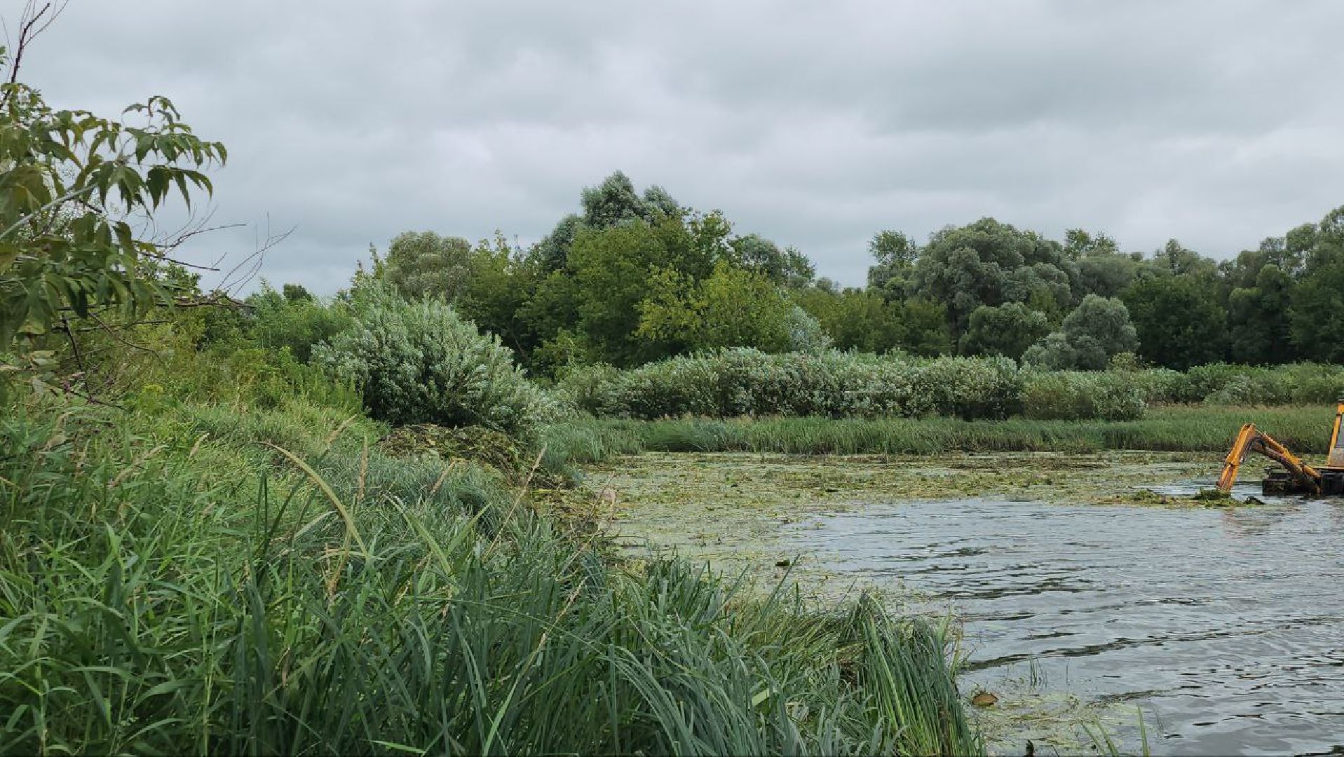 луховицы, благоустройство, озеро исток, белоомут,