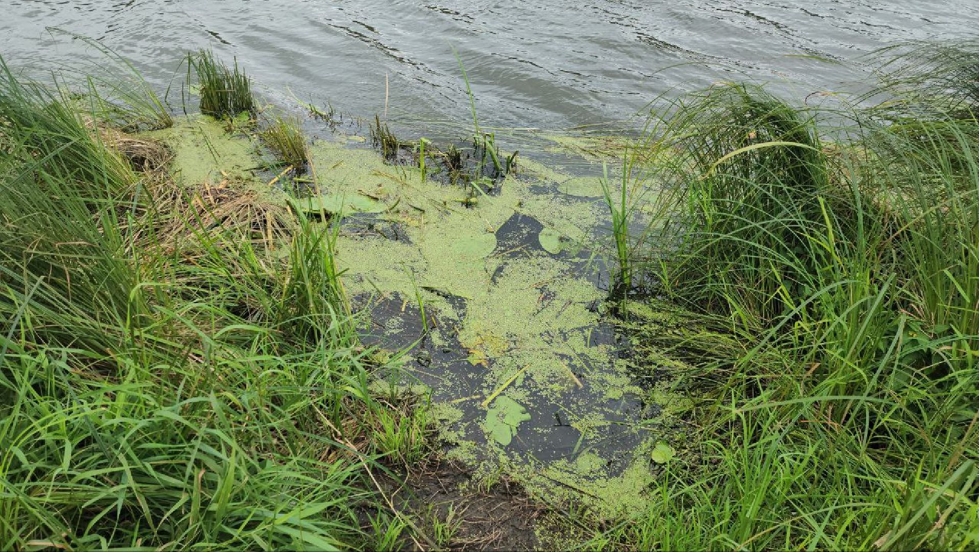 луховицы, благоустройство, озеро исток, белоомут,