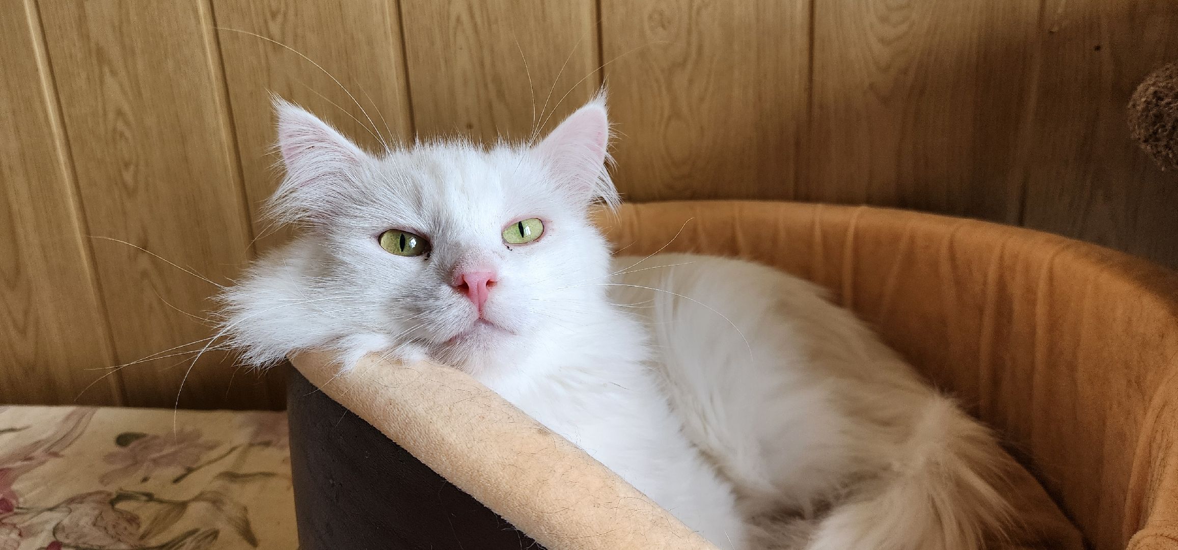 Химки,  бездомные животные, Кошки, Благотворительность, Волонтеры ,