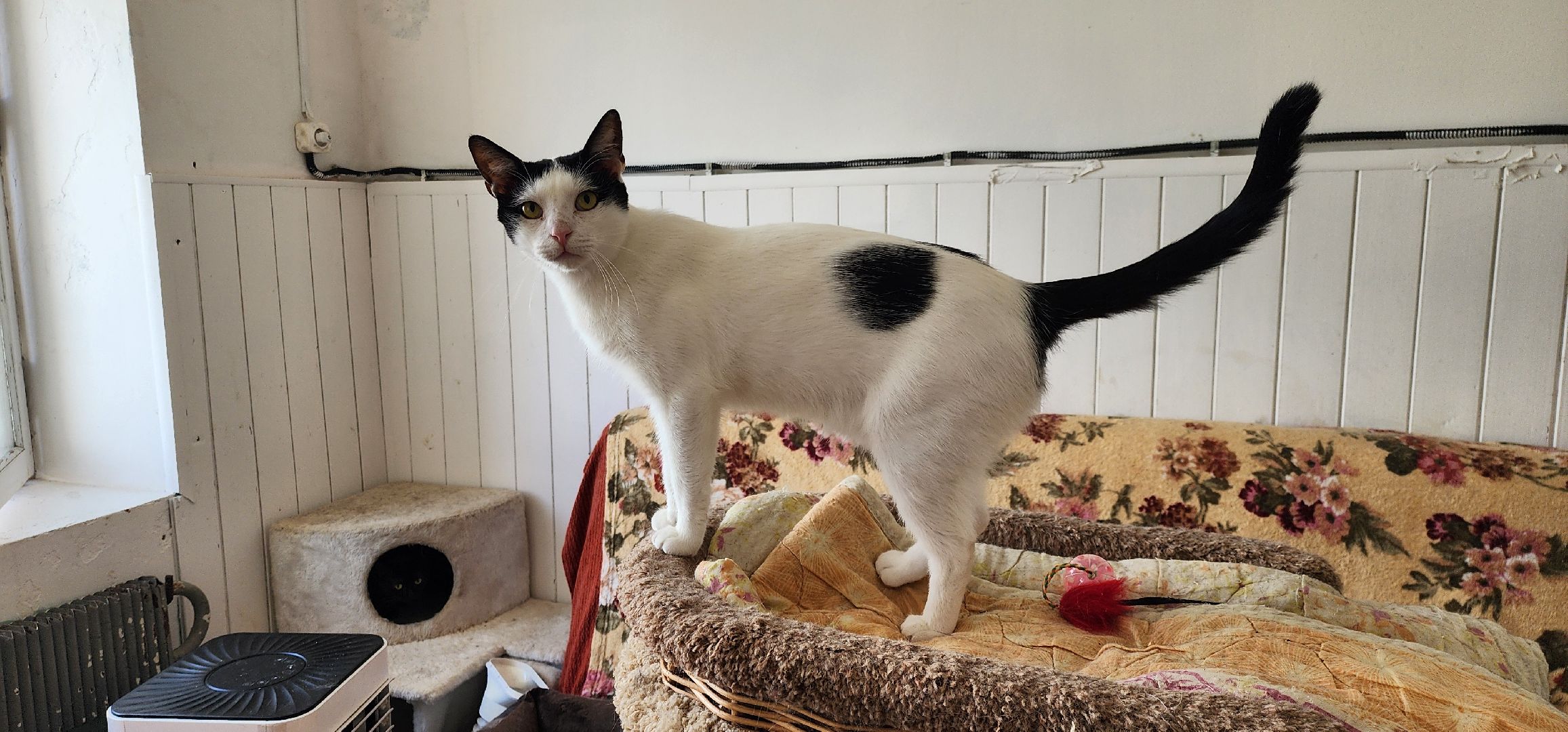 Химки,  бездомные животные, Кошки, Благотворительность, Волонтеры ,