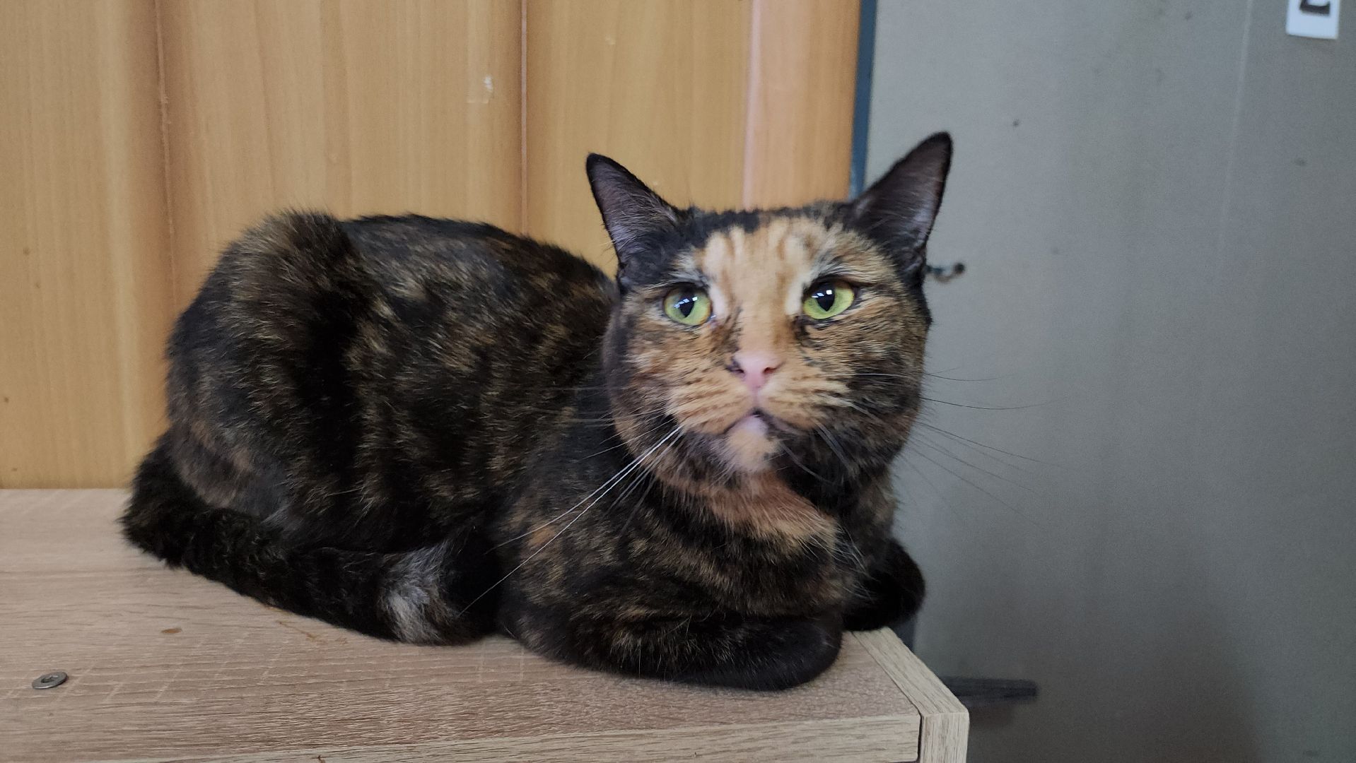 Химки,  бездомные животные, Кошки, Благотворительность, Волонтеры ,