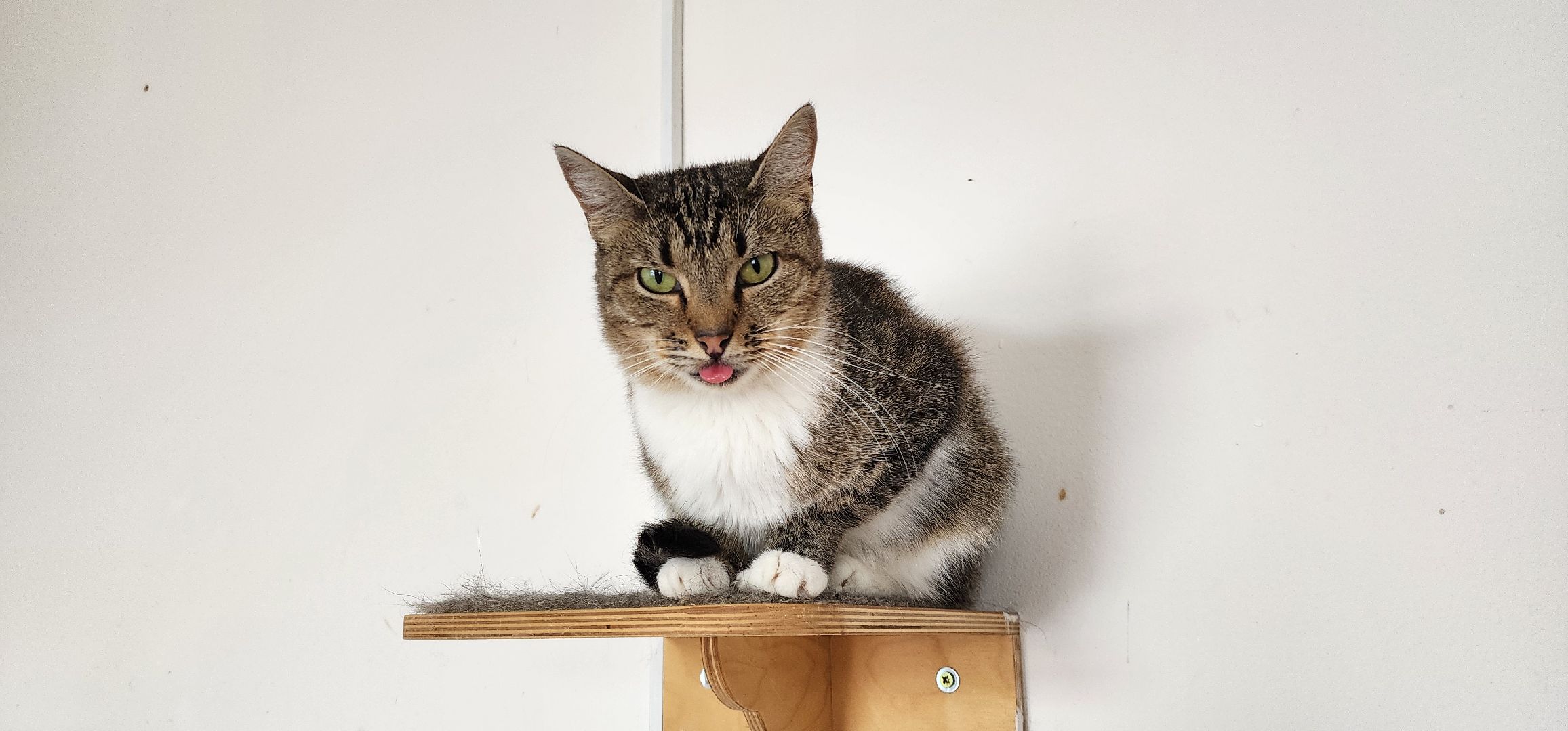 Химки,  бездомные животные, Кошки, Благотворительность, Волонтеры ,