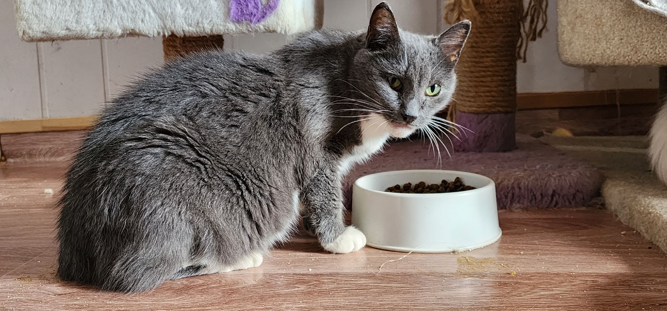 Химки,  бездомные животные, Кошки, Благотворительность, Волонтеры ,