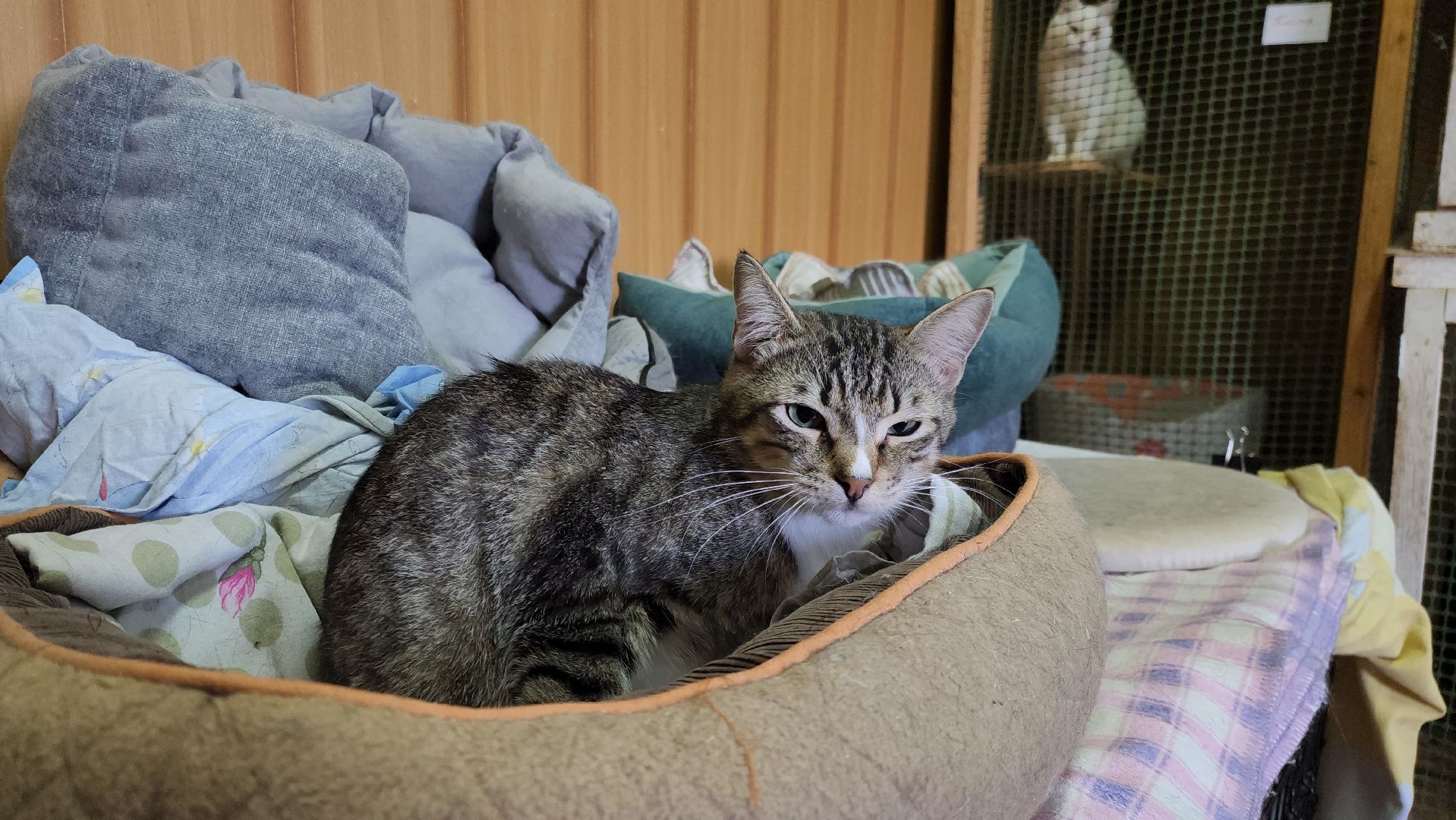 Химки,  бездомные животные, Кошки, Благотворительность, Волонтеры ,