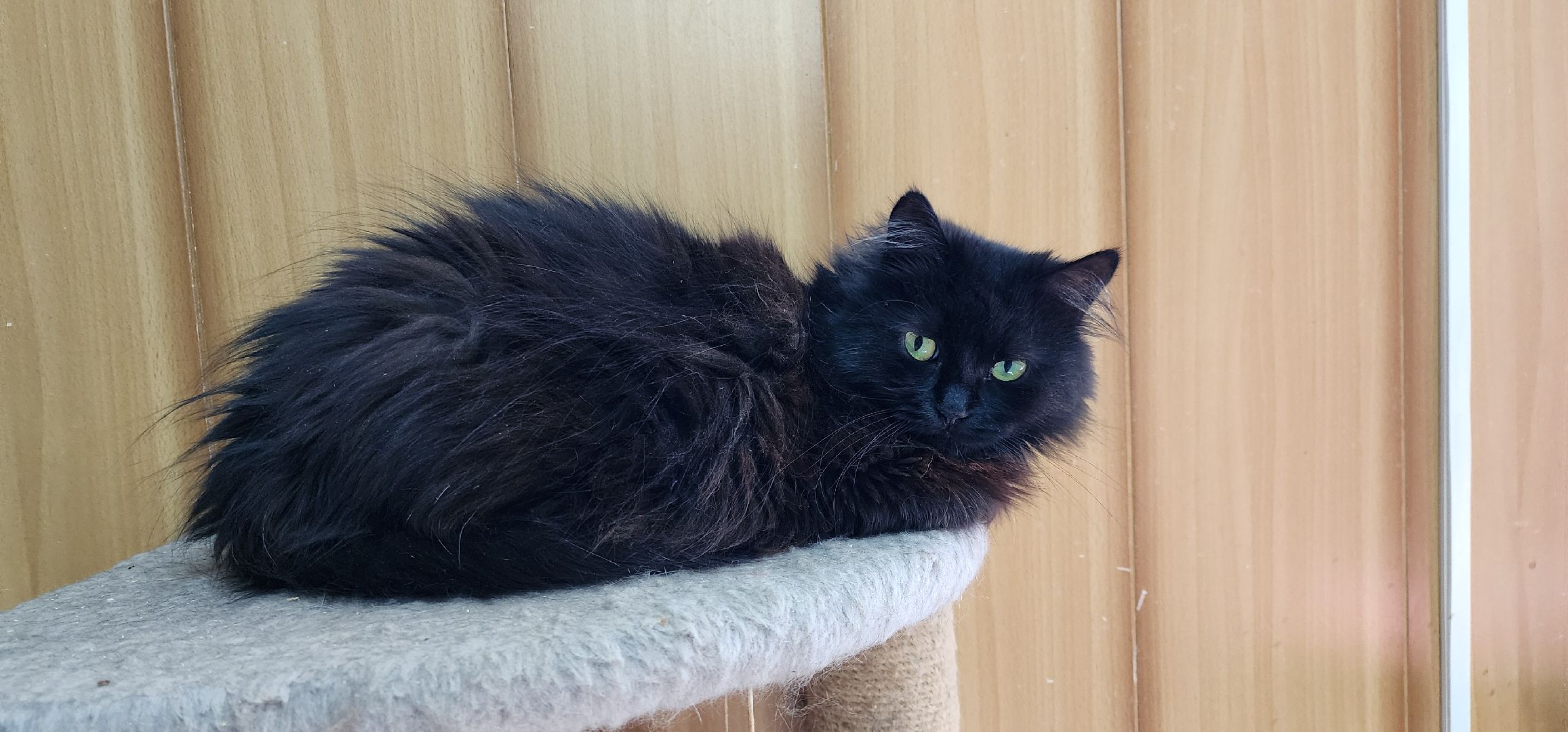 Химки,  бездомные животные, Кошки, Благотворительность, Волонтеры ,