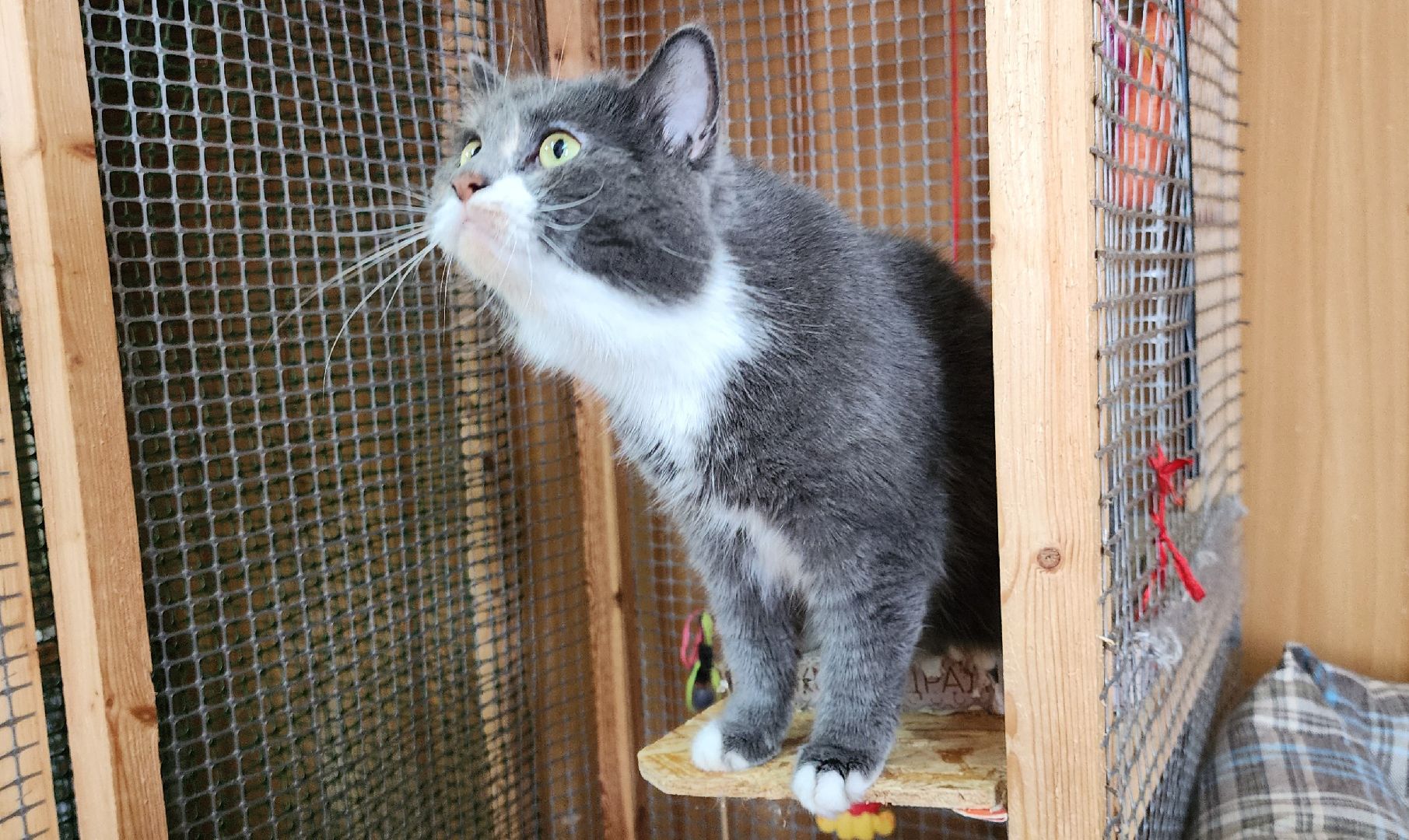 Химки,  бездомные животные, Кошки, Благотворительность, Волонтеры ,