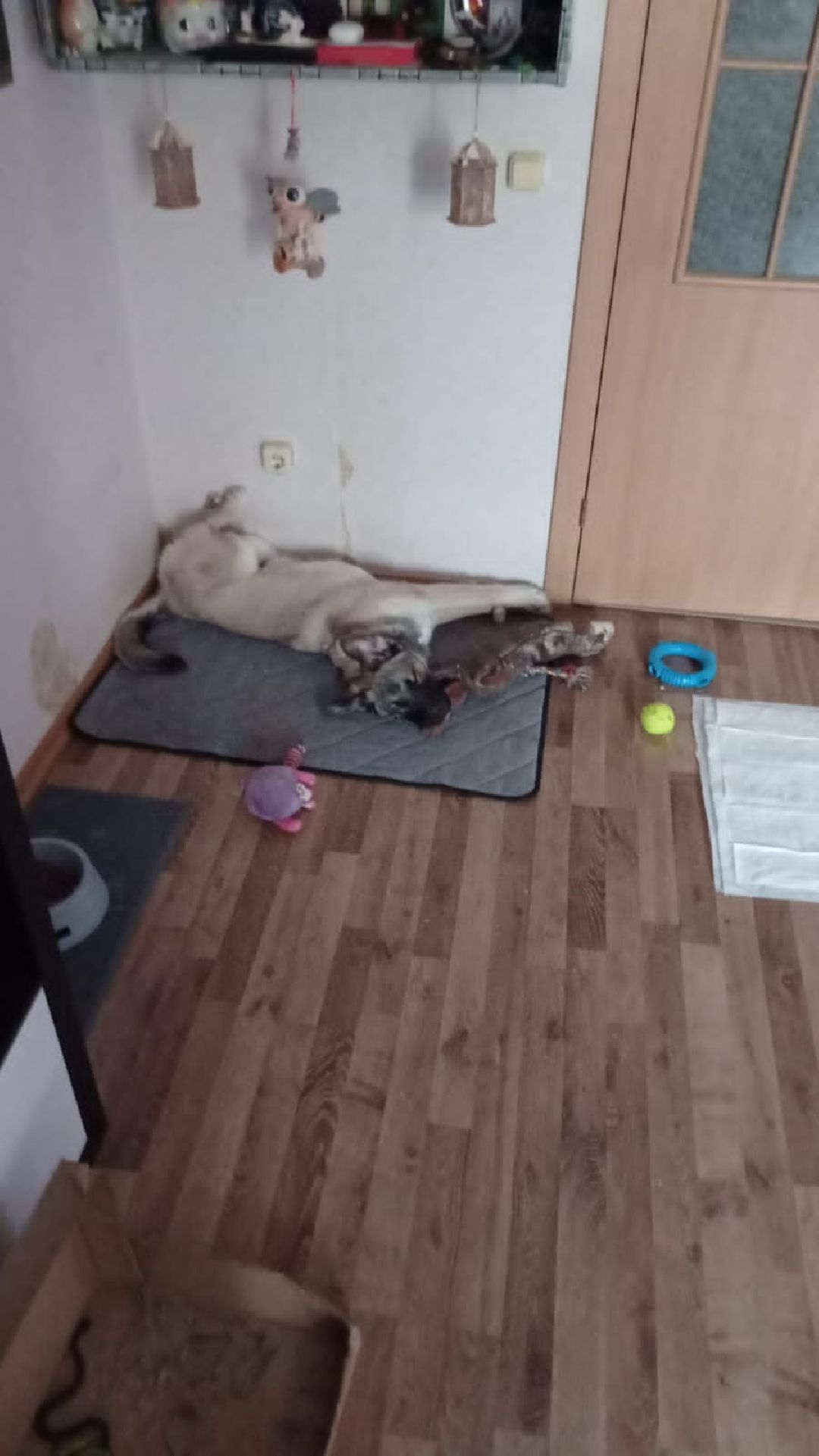 Кашира, общество