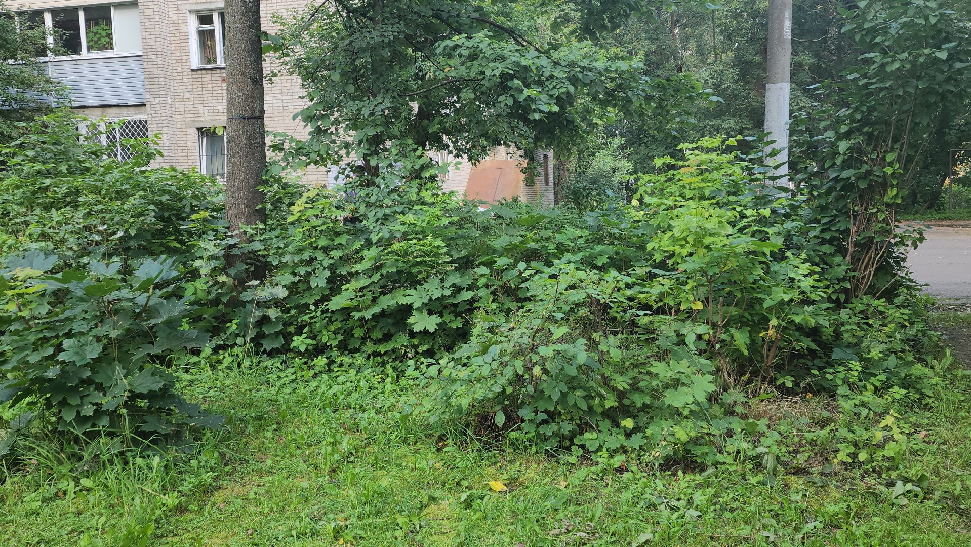 вертикалки, пушкино, благоустройство, покос травы, уборка мусора, обрезка кустарника,дворы,уход за растениями,