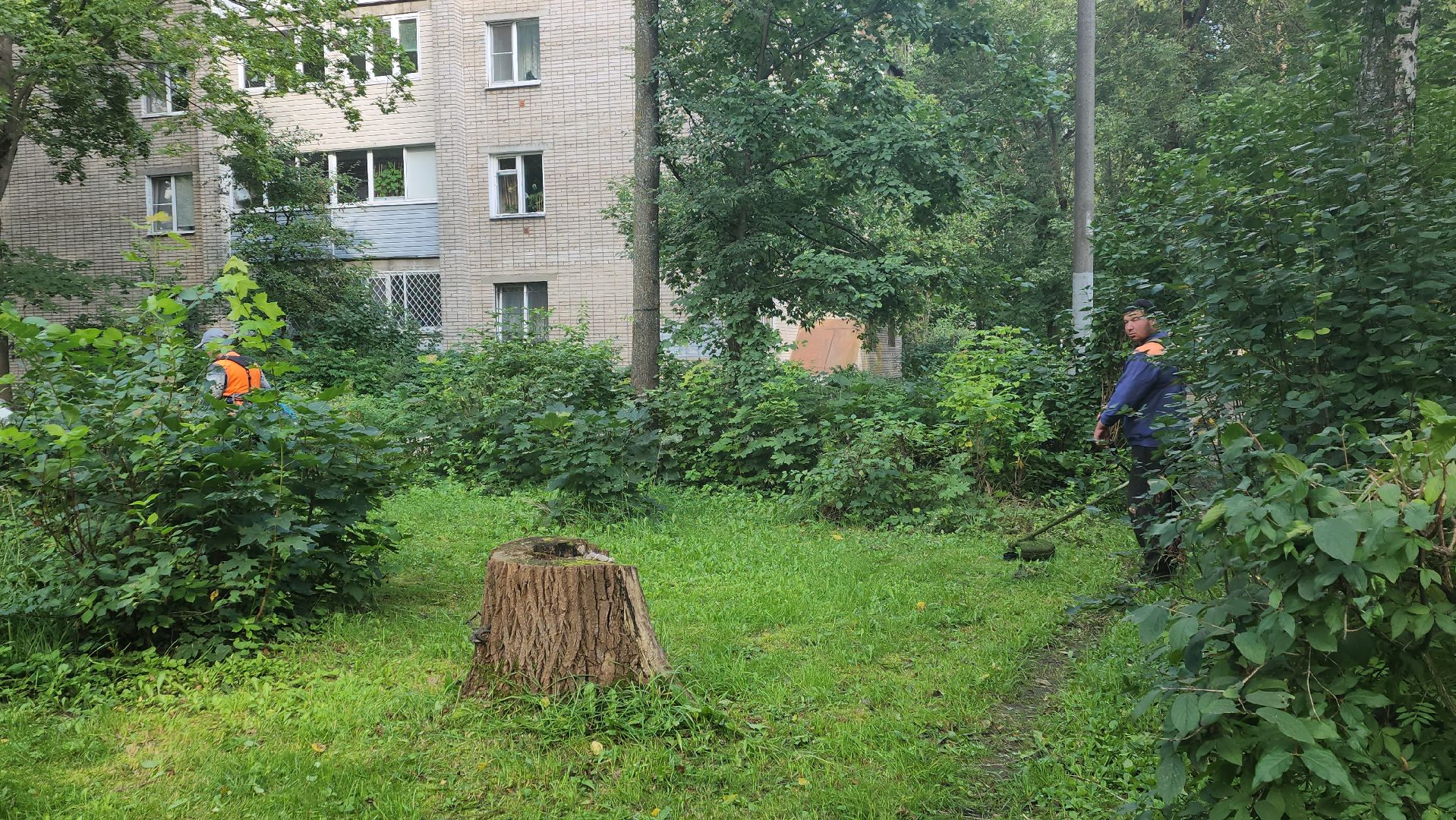 вертикалки, пушкино, благоустройство, покос травы, уборка мусора, обрезка кустарника,дворы,уход за растениями,