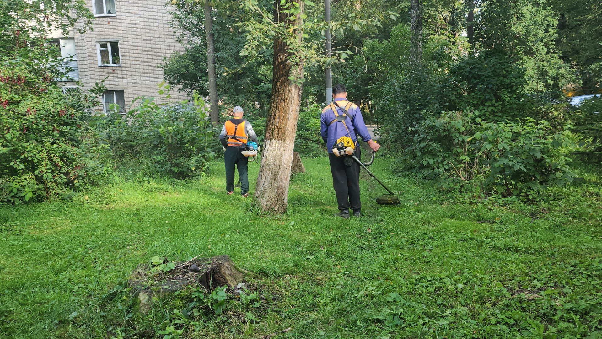 вертикалки, пушкино, благоустройство, покос травы, уборка мусора, обрезка кустарника,дворы,уход за растениями,