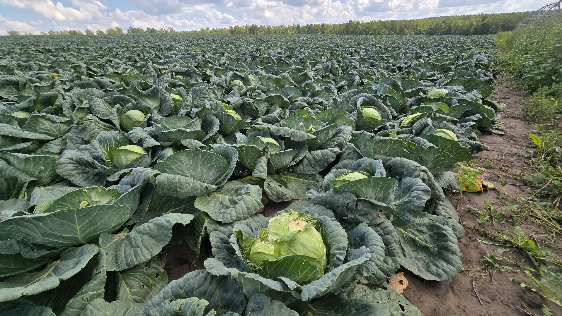 Коломна, Озеры, уборка урожая, агрохолдинг,