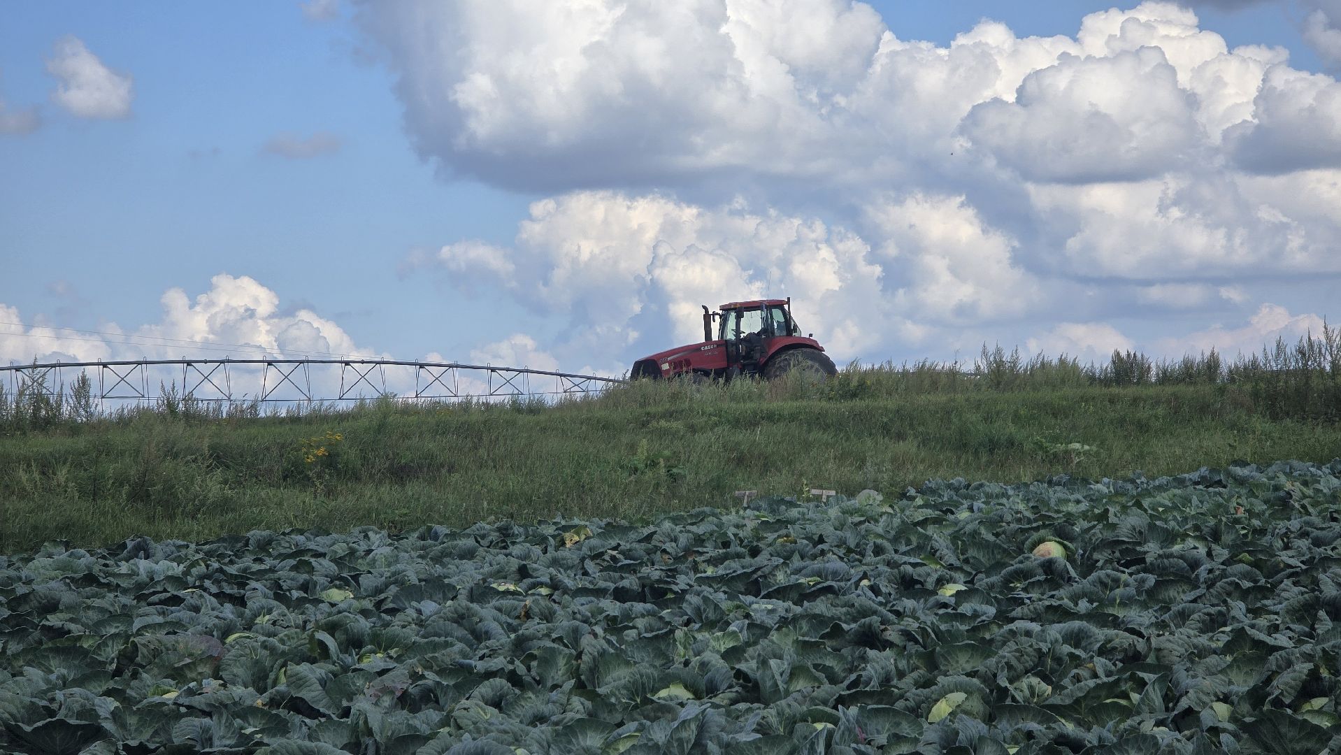 Коломна, Озеры, уборка урожая, агрохолдинг,