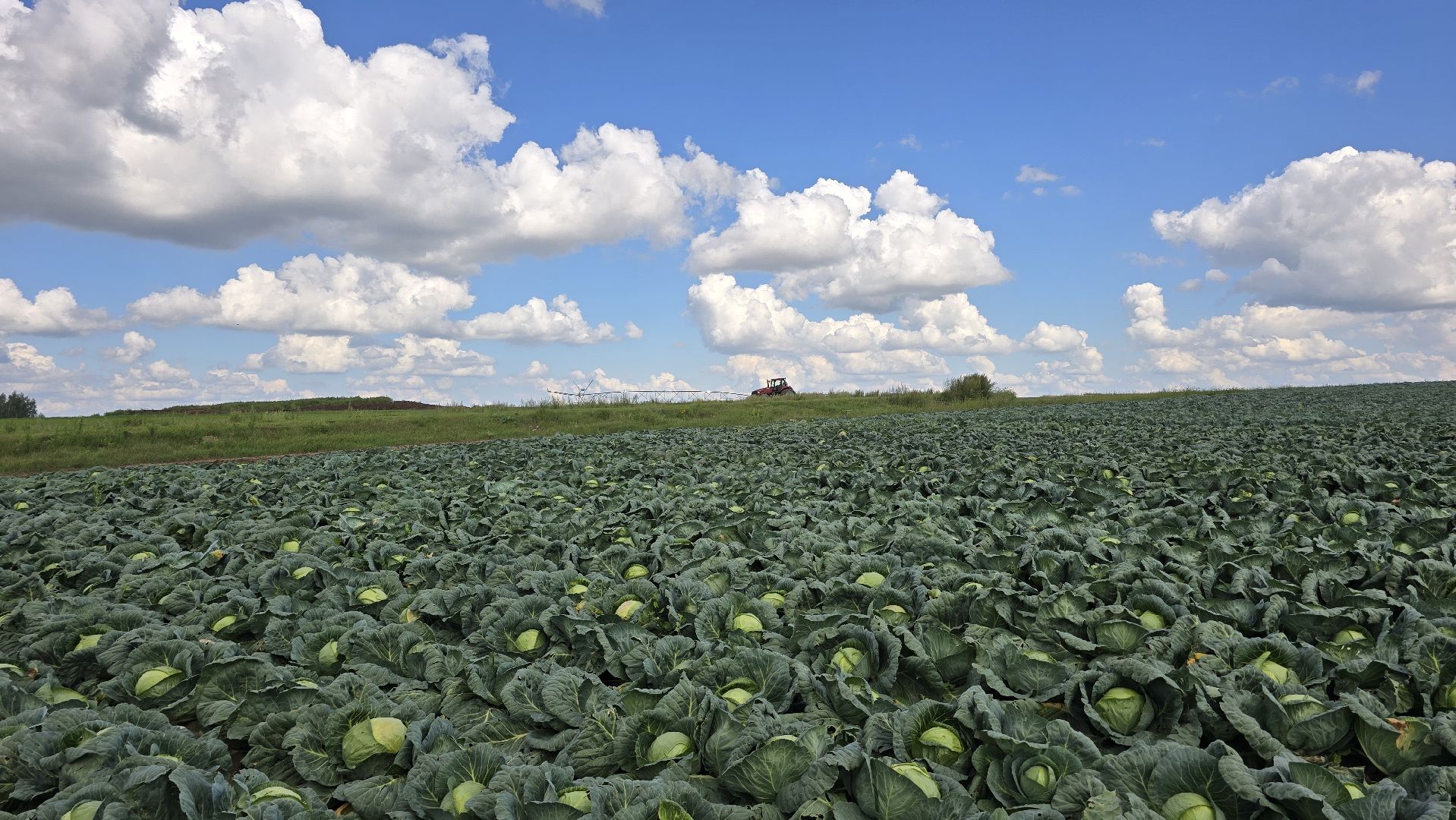 Коломна, Озеры, уборка урожая, агрохолдинг,