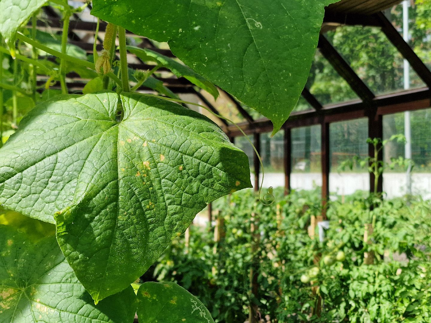 гимназия 1 имени героя рф баландина, балашиха,