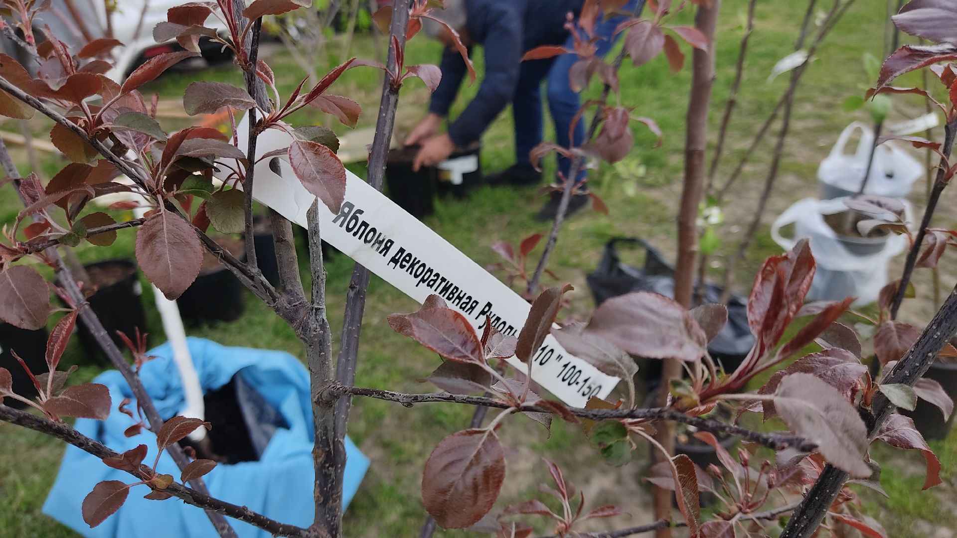 Лобня, культура, песня