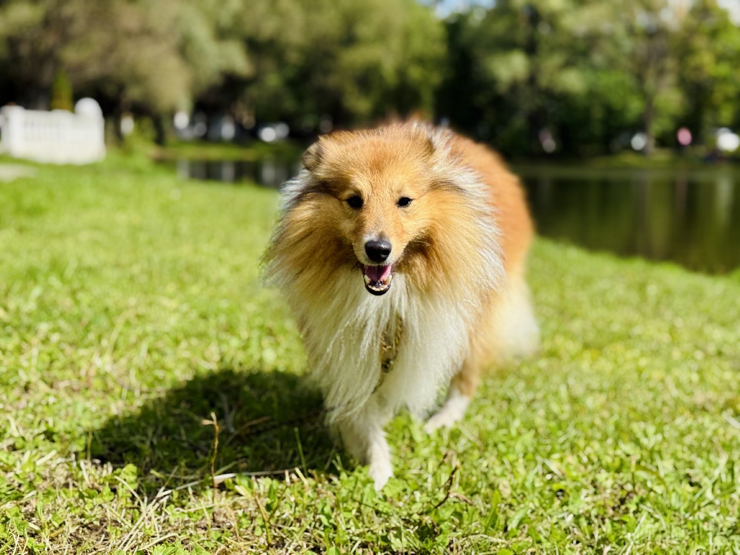 раменское, спасение утопающих, подвиги, озеро пионер,