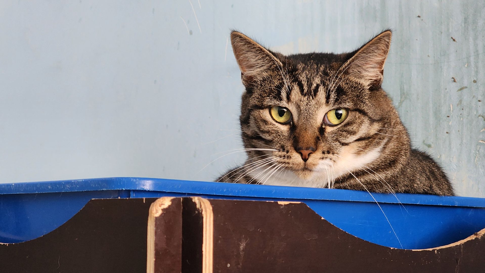 котобус, волонтеры, кошачий приют,