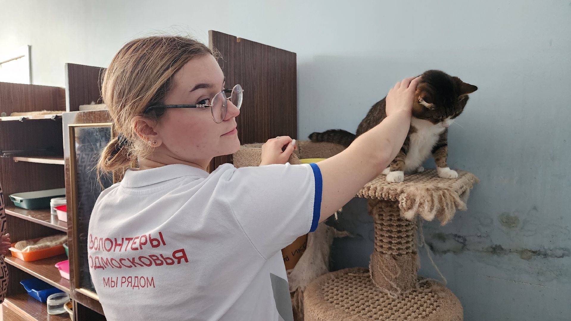 котобус, волонтеры, кошачий приют,