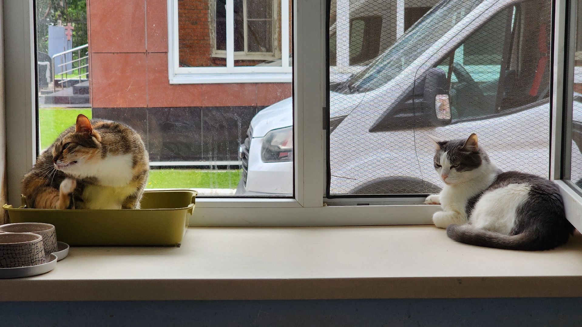 котобус, волонтеры, кошачий приют,