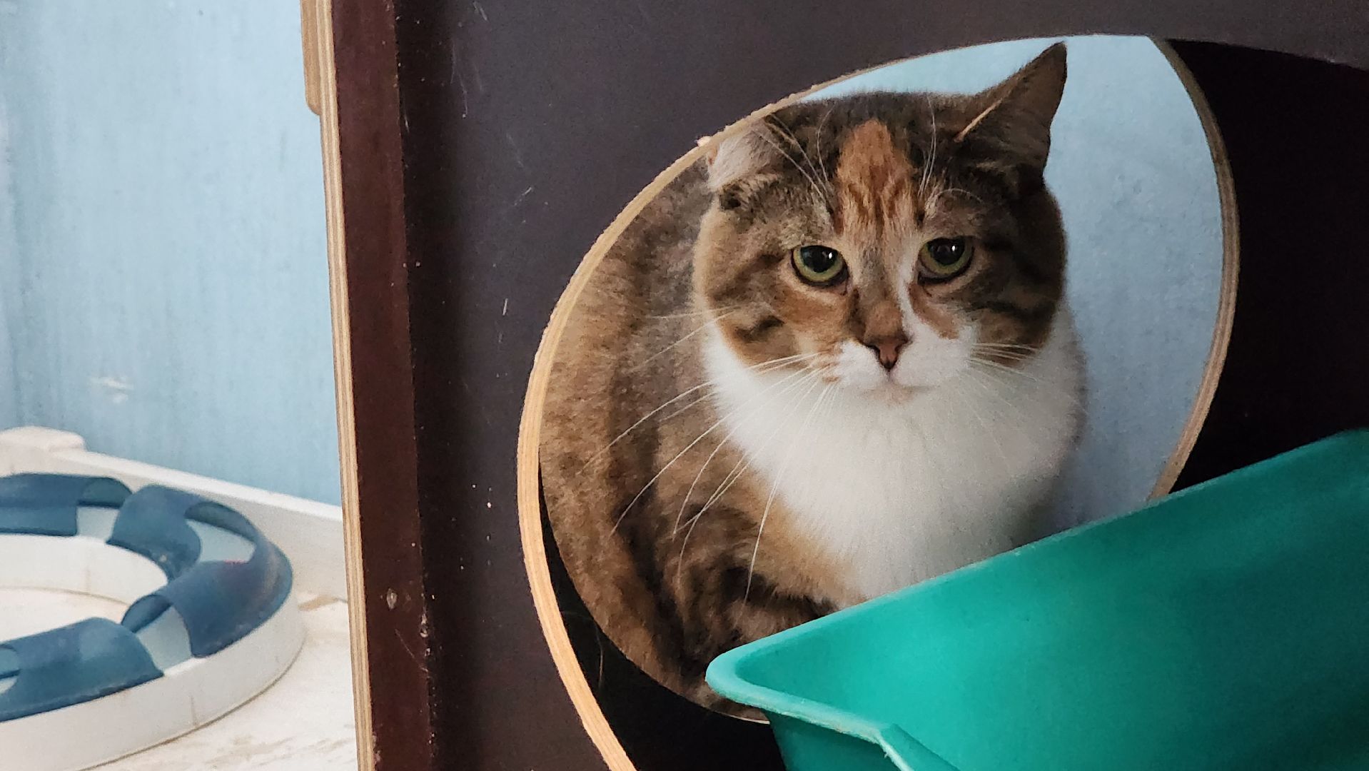 котобус, волонтеры, кошачий приют,