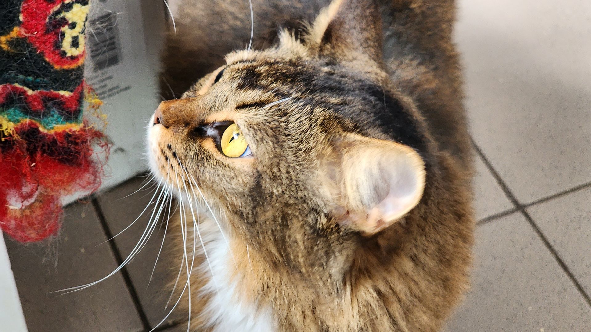 котобус, волонтеры, кошачий приют,