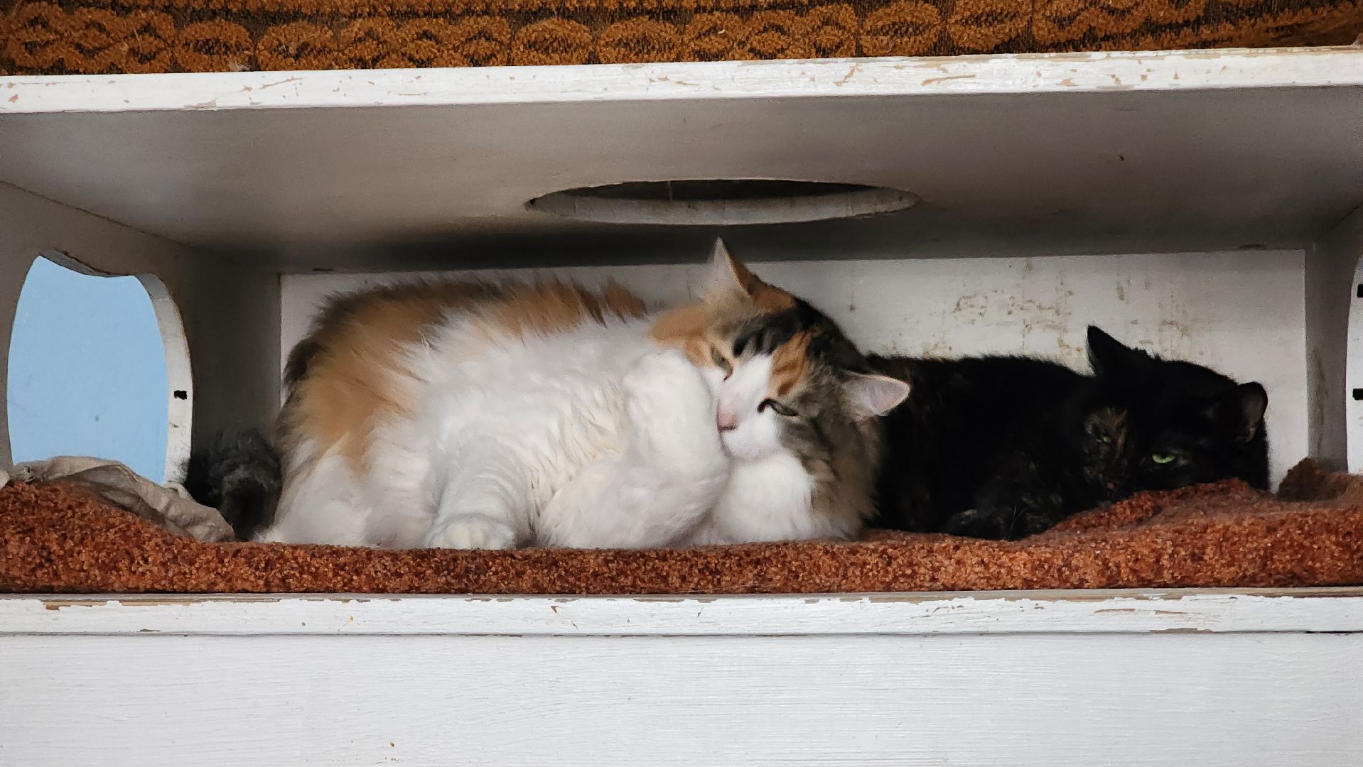 котобус, волонтеры, кошачий приют,