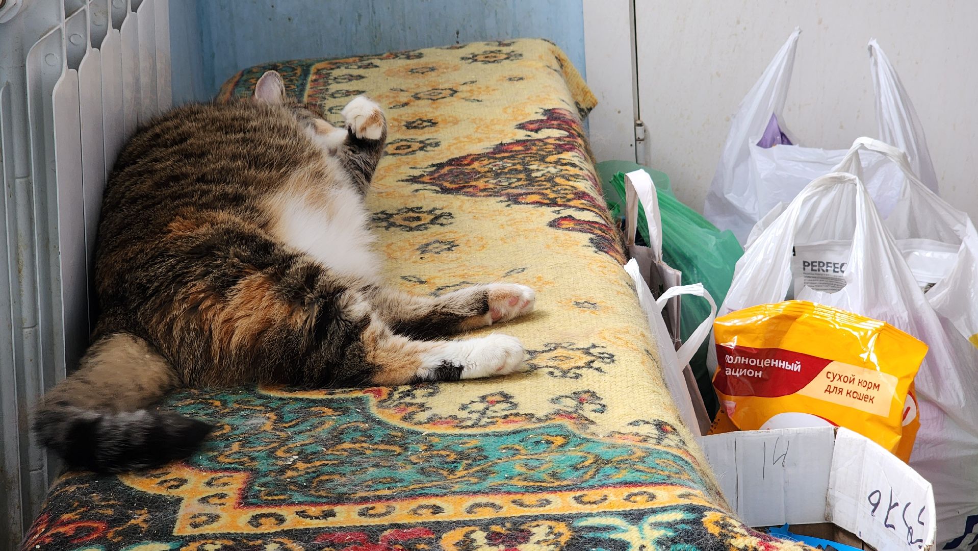 котобус, волонтеры, кошачий приют,