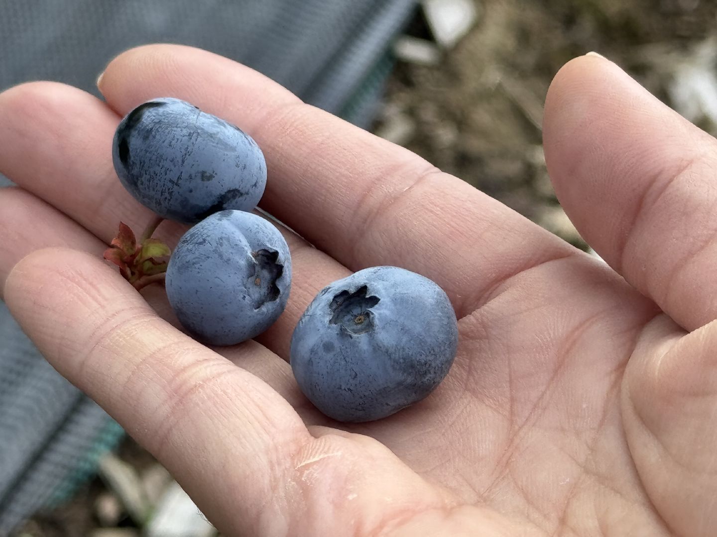 шаховская, плодопитомник, голубика, сбор урожая, сельское хозяйство,