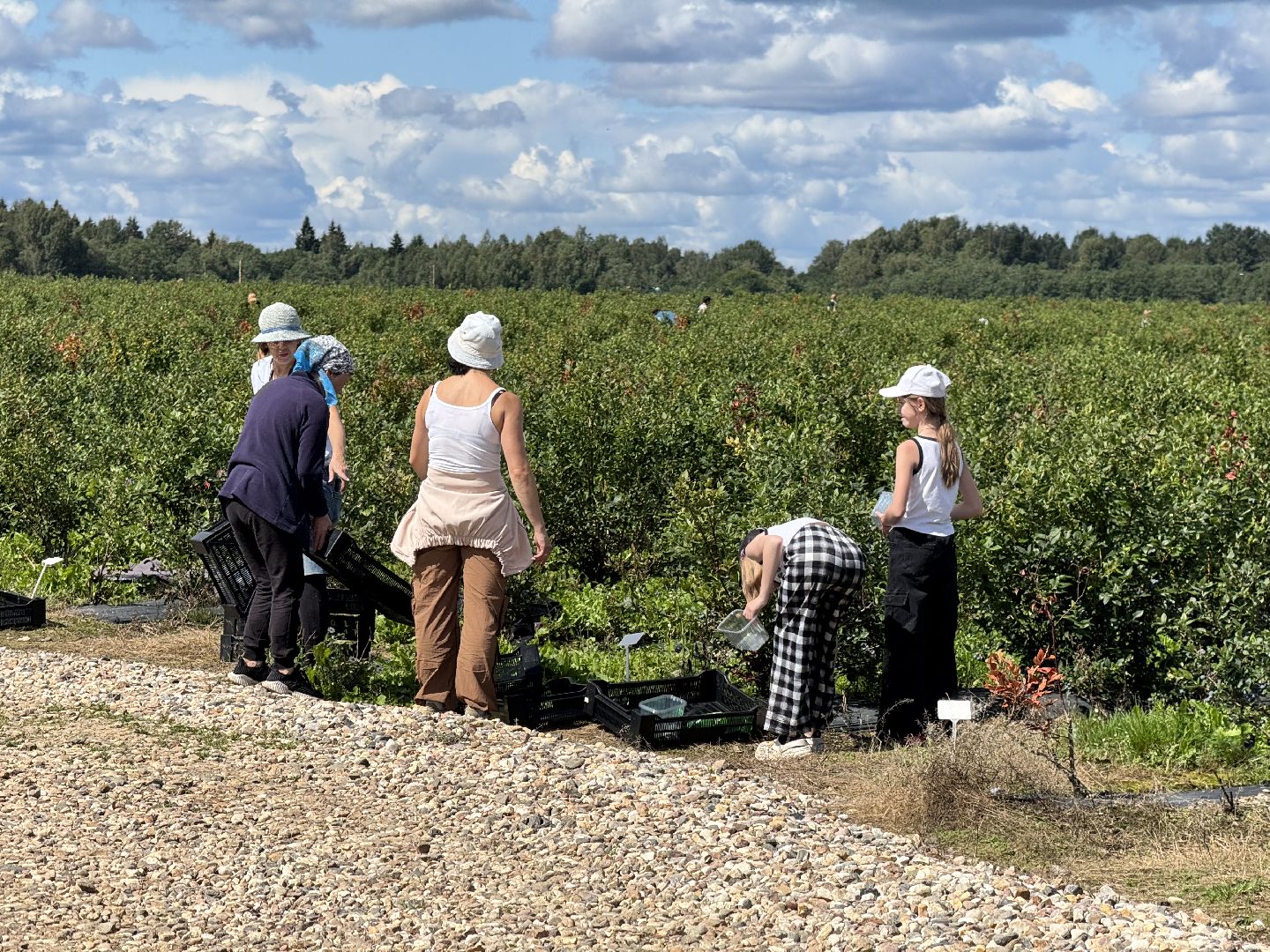 шаховская, плодопитомник, голубика, сбор урожая, сельское хозяйство,